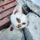 LTT Animal || Emergency Trapped Under Concrete: 3 Kittens' Miraculous Survival