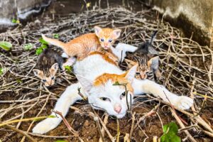 LTT Animal || Emergency: Unconscious Mother Cat & Starving Kittens Saved Last-Minute Rescue