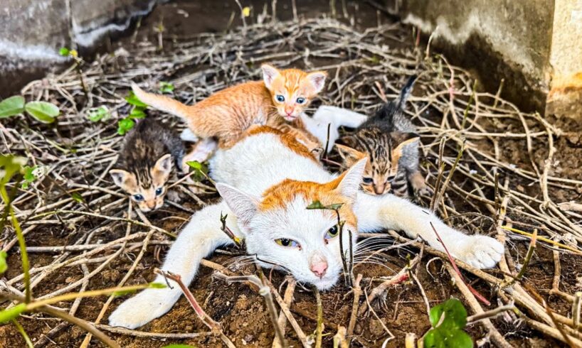 LTT Animal || Emergency: Unconscious Mother Cat & Starving Kittens Saved Last-Minute Rescue