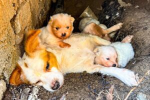 LTT Animal || Urgent Rescue: Weak Mom Dog & Puppies Find New Hope, From Crevice to Recovery