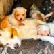 LTT Animal || Urgent Rescue: Weak Mom Dog & Puppies Find New Hope, From Crevice to Recovery