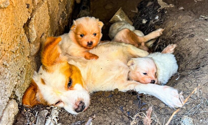 LTT Animal || Urgent Rescue: Weak Mom Dog & Puppies Find New Hope, From Crevice to Recovery