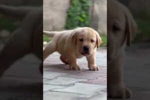 Labrador puppy Available #shorts