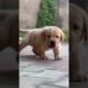 Labrador puppy Available #shorts