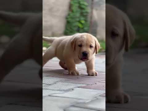 Labrador puppy Available #shorts