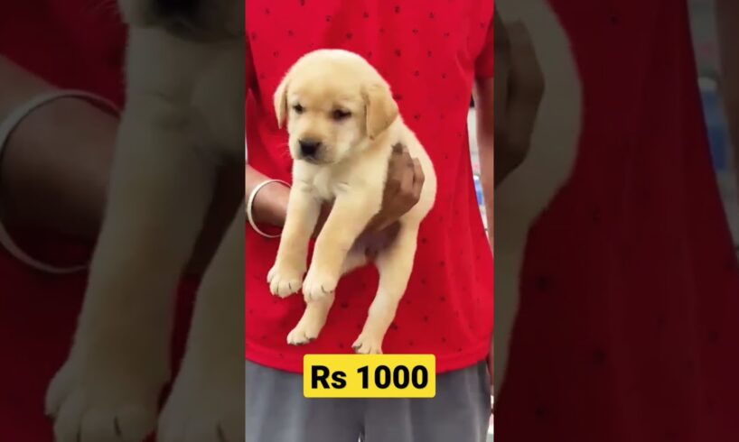 Labrador puppy for sale RS 1000 || #shorts