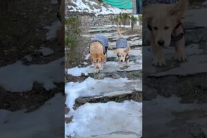 Leo & Reo first time in snow😂 #shorts | Anant Rastogi