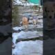 Leo & Reo first time in snow😂 #shorts | Anant Rastogi