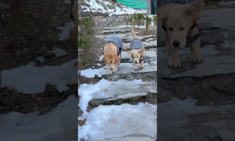 Leo & Reo first time in snow😂 #shorts | Anant Rastogi