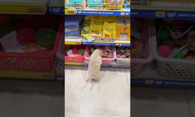 Leo ke baby ki shopping😂 #shorts | Anant Rastogi