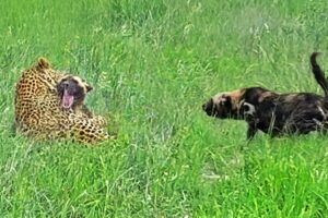 Leopard Paralyzes Wild Dog as Pack Fights Back