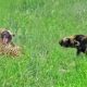 Leopard Paralyzes Wild Dog as Pack Fights Back