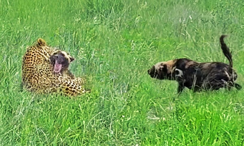 Leopard Paralyzes Wild Dog as Pack Fights Back