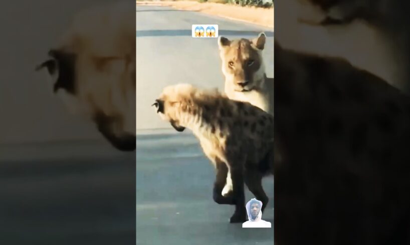 Lion Attacks the Limp Hyena. 5 #shorts#viral #animals