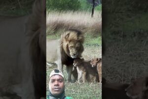 Lion Cubs playing with lion Dad #animals #wildlife #lion #ytshort #shorts