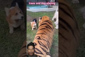 Lion Vs Dog Playing #animals #tiger #dog #shortvideo