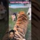 Lion Vs Dog Playing #animals #tiger #dog #shortvideo