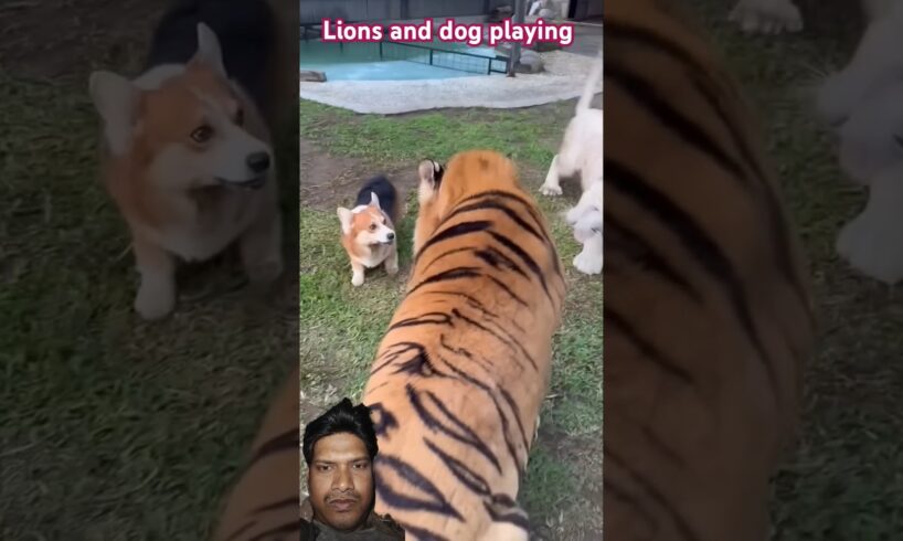 Lion Vs Dog Playing #animals #tiger #dog #shortvideo