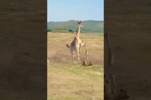 Lion intercepts giraffe animal fighting competition Animal wonderful moments Lion