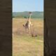 Lion intercepts giraffe animal fighting competition Animal wonderful moments Lion