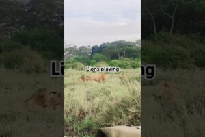 Lions playing with each other #serengetinationalpark #lion #wildlife #animals