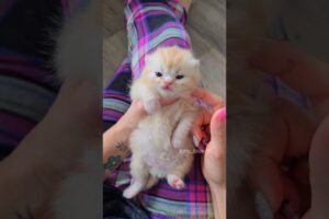 Little Cutie kitten meowing 😻💞#cute #kitten