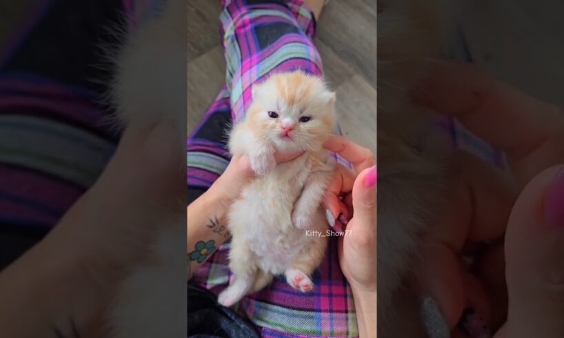 Little Cutie kitten meowing 😻💞#cute #kitten