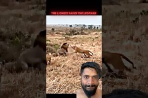 Loin vs leopard fights #shorts #ytshots …..