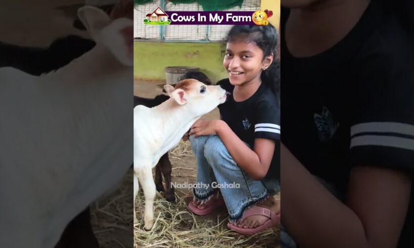 Lovely short cows 😍  #cow #youtube #pets #animals #yt #farming #music #friends #cute #india #cattle