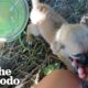 Mama Dog And Litter Of Puppies Found Alone In The Jungle | The Dodo