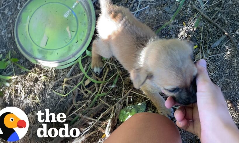 Mama Dog And Litter Of Puppies Found Alone In The Jungle | The Dodo