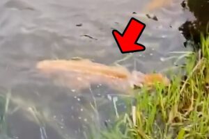 Man saves drowning deer. Minutes later a miracle happens