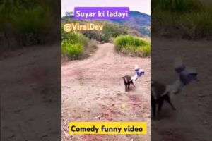 Maramari || animal fights || @Viraldev | sports