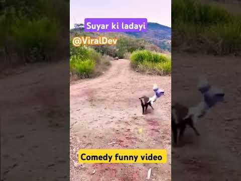 Maramari || animal fights || @Viraldev | sports