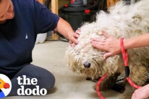 Matted Dog On The Run For Over Two Years Finally Gets Rescued | The Dodo