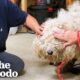 Matted Dog On The Run For Over Two Years Finally Gets Rescued | The Dodo