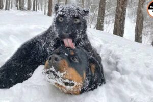 Mind Blowing : Animals Frozen To Death !!