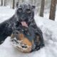 Mind Blowing : Animals Frozen To Death !!