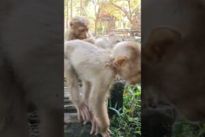 Monkey is playing together#shorts #animals #hanuman #monkey