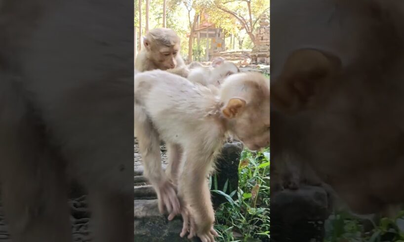 Monkey is playing together#shorts #animals #hanuman #monkey