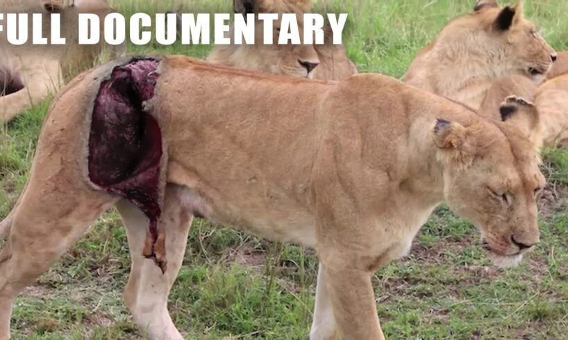 Most Brutal Lion Fight To Last Breath Gives You Chills | Nature Animal Documentary