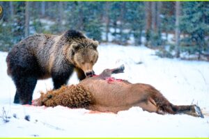 Most INCREDIBLE Attacks Of Bear On Earth Ever Recorded | Animal Fighting