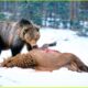 Most INCREDIBLE Attacks Of Bear On Earth Ever Recorded | Animal Fighting