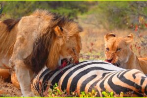 Most INCREDIBLE Attacks Of Lion Caught On Camera | Animal Fighting