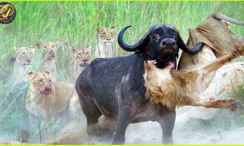 Most INCREDIBLE Battle Of Wild Animal Caught On Camera | Animal Fighting