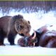 Most INCREDIBLE Hunting Moments Of Bear Caught On Camera | Animal Fighting