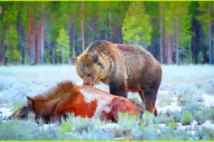 Most Incredible Bear Attacks Caught On Camera | Animal Fighting