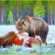 Most Incredible Bear Attacks Caught On Camera | Animal Fighting