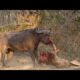 Most brutal Animal fights of all time 2025