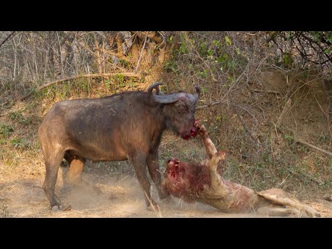 Most brutal Animal fights of all time 2025